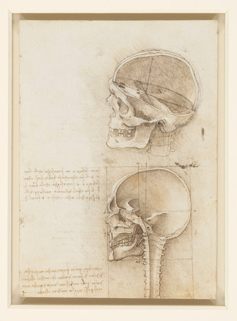 Leonardo Da Vinci – Recto: The skull sectioned. – Verso: The cranium 1489 – Traces of black chalk, pen and ink on sheet of paper